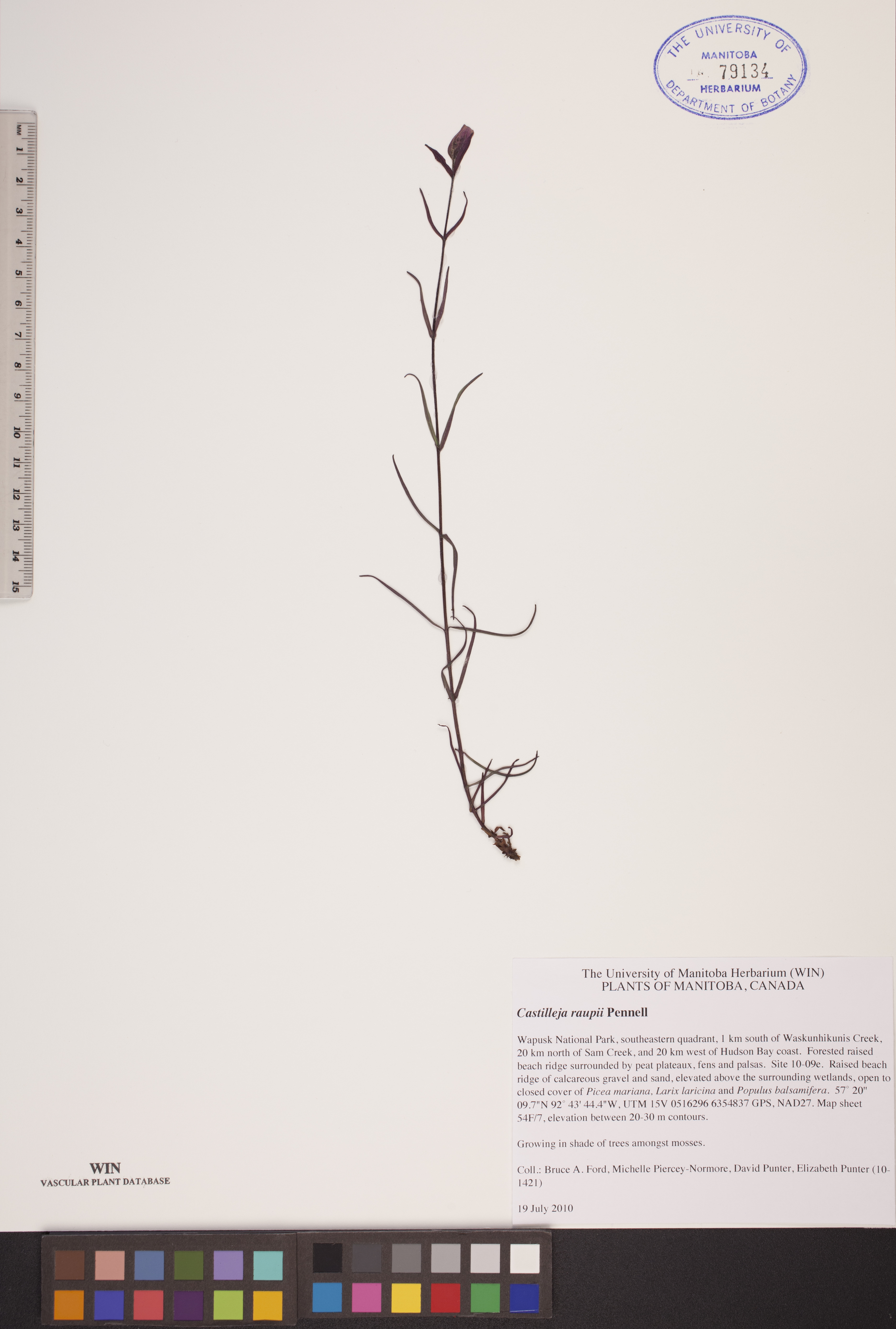Castilleja raupii image